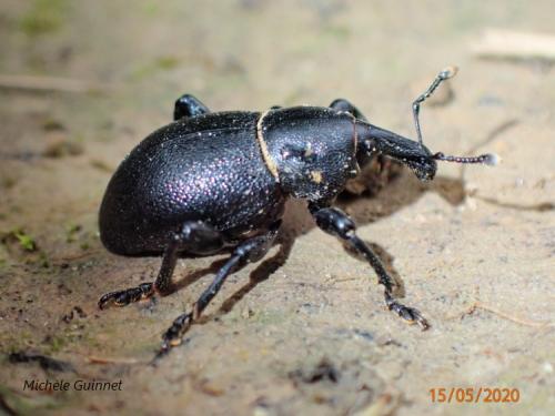 Liparus coronatus